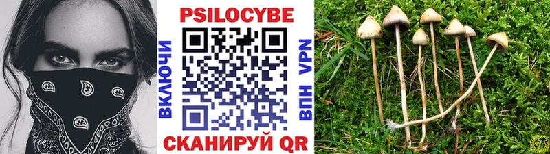 закладки  Новый Уренгой  Псилоцибиновые грибы Psilocybe 